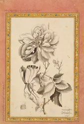 Rose, 1799-1800